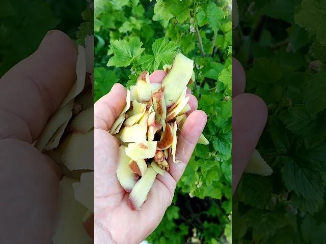 НЕ ПОДКАРМЛИВАЙТЕ НИЧЕМ СМОРОДИНУ, ПОКА НЕ ПОСЛУШАЕТЕ СОВЕТ МОЕЙ БАБУШКИ / ОРГАНИЧЕСКАЯ ПОДКОРМКА
