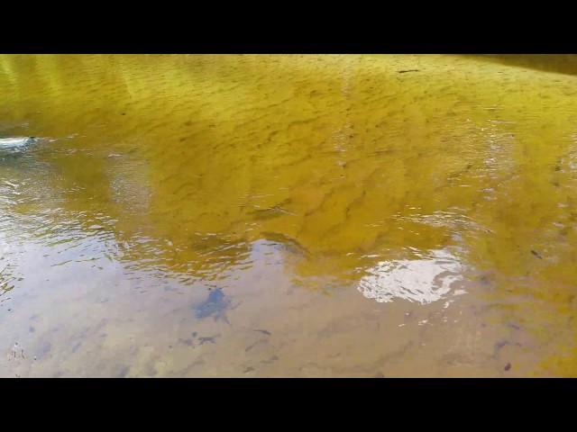 Shad Swimming near My Feet