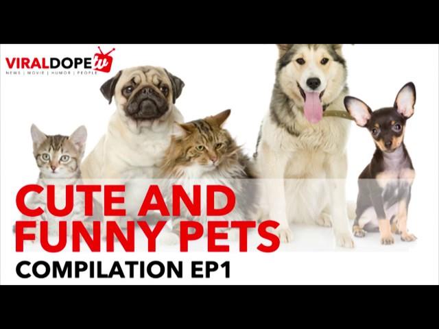 Top funny and cute pets episode 1 - 2017