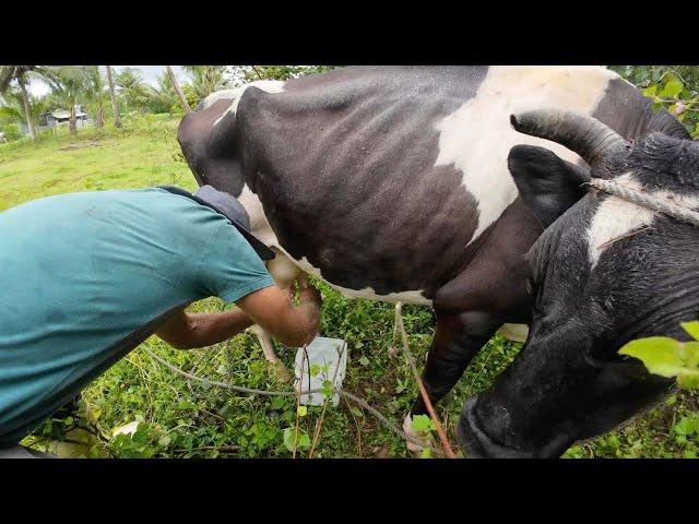 Milking The Family Cow