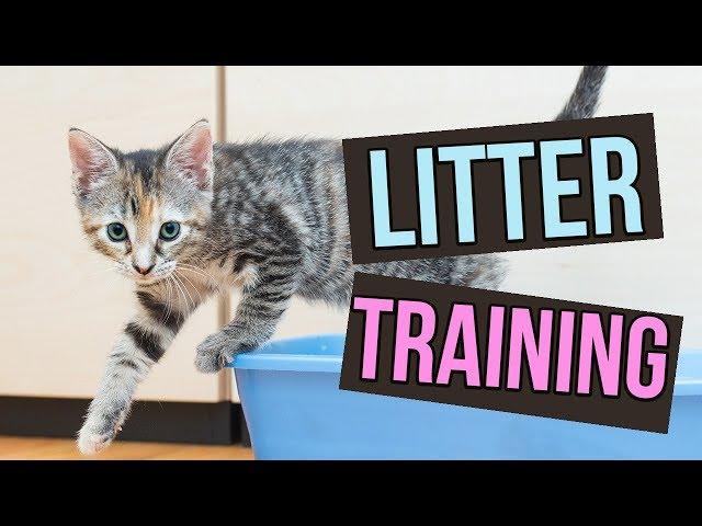 How to Litter Train Baby Kittens