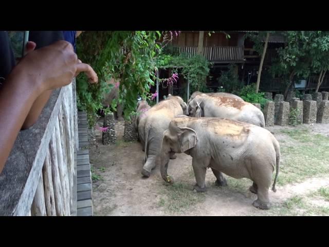 Elephants invade the kitchen