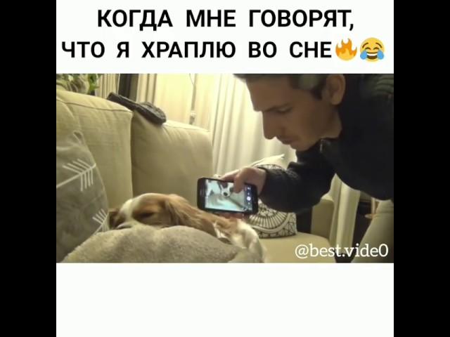 Собака на спать