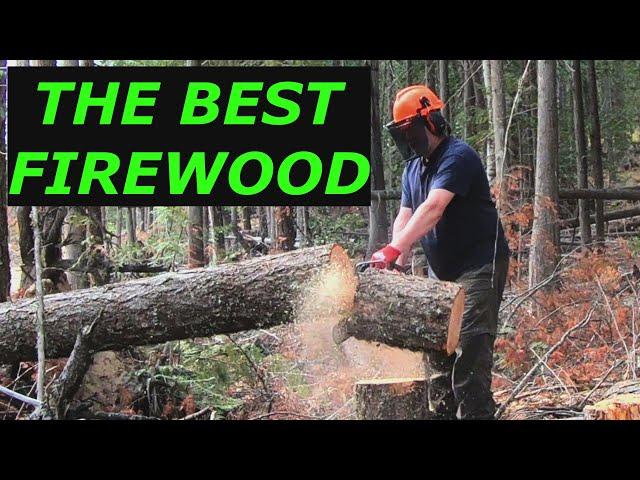 Cutting standing dead Fir firewood