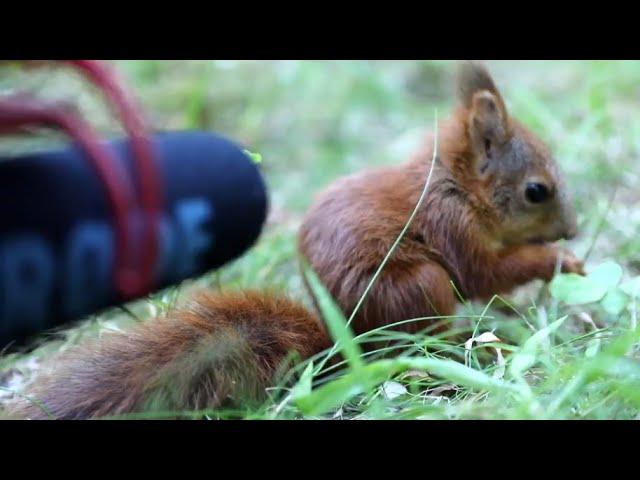 Baby Squirrel Talks Into Microphone