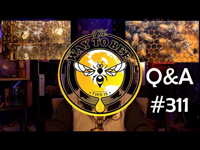 Backyard Beekeeping Q&A Episode 311 when a colony attacks, what can you do?