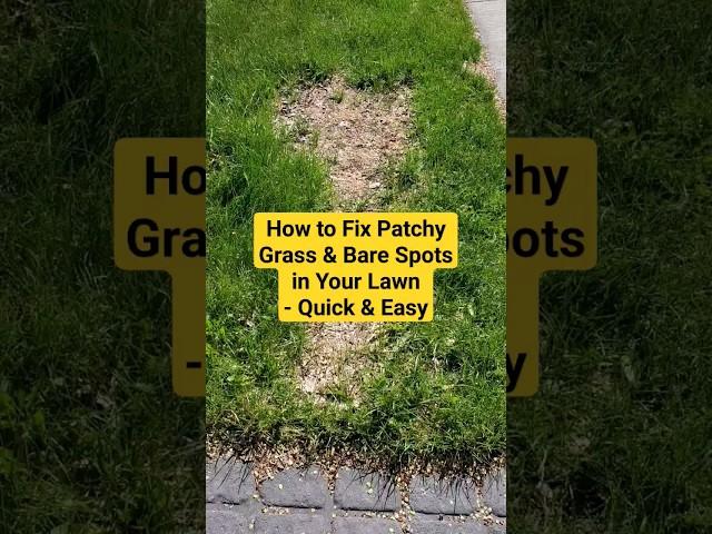 #shorts How to fix patchy grass and bare spots in your lawn - quick & easy #lawncare#lawnmaintenance