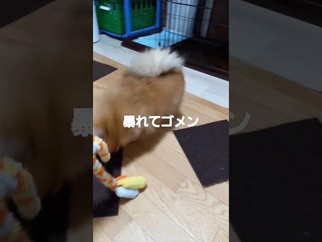 【荒ぶる】れもん大暴れ