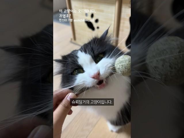 초등학생도 이해하는 슈뢰딩거의 고양이