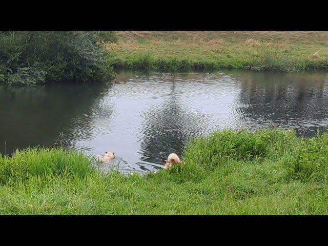 Steinunn's Kennel on tour an der Hase 