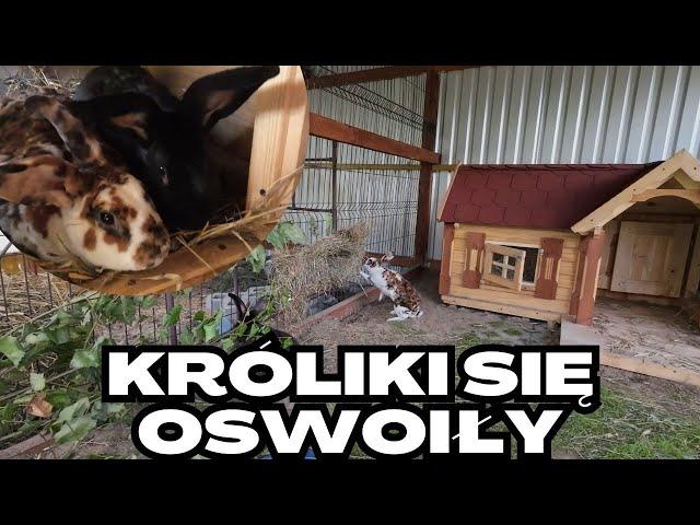 Paśnik dla królików i porządki u kur