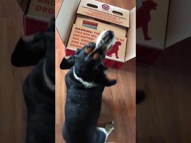 Passed the taste test Love the easy to carry shipping box! | PuppySimply