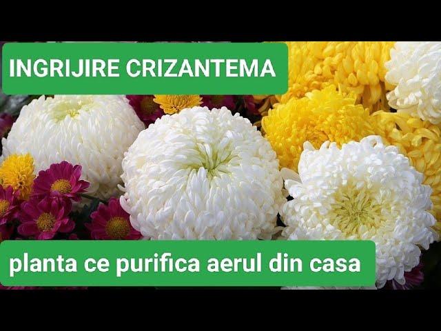 CRIZANTEMA  ingrijire, iernare,  inmultire