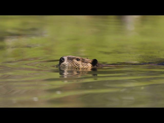 Researchers Partner with Ranchers, Beavers, and NASA