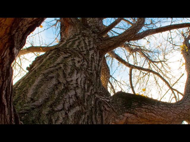 The Architecture of Trees