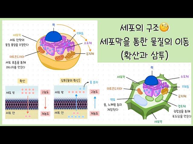 [고1 생명시스템] 1강. 세포의 구조⎥세포 소기관⎥세포막을 통한 물질의 이동⎥확산과 삼투