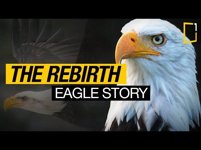 The Rebirth of the Eagle Inspiring Story | Change for Survival