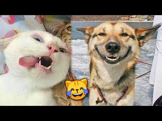 The Funniest Pets Videos Ever №5  | That's Incredibly Fun | JoysPets