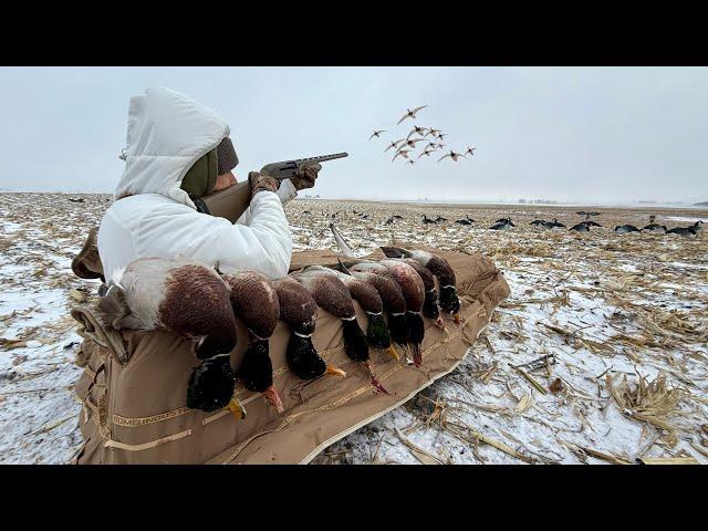 INSANE Dry Field Mallard Duck Hunting! (CATCH AND COOK)