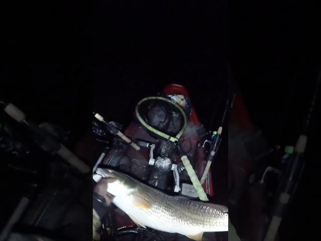 Bull Redfish on Light Tackle