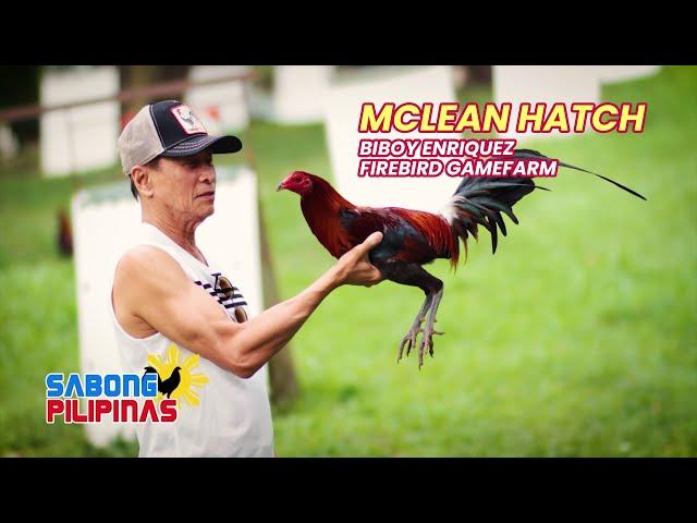 MCLEAN HATCH NI BIBOY ENRIQUEZ NG FIREBIRD GAMEFARM