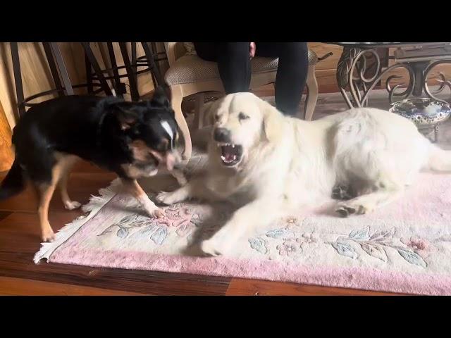 Ferocious Beasts!!! Dog Lovers Unite !