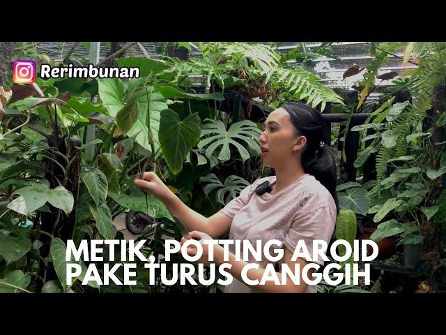 Metik aroid, langsung potting pakai turus keren