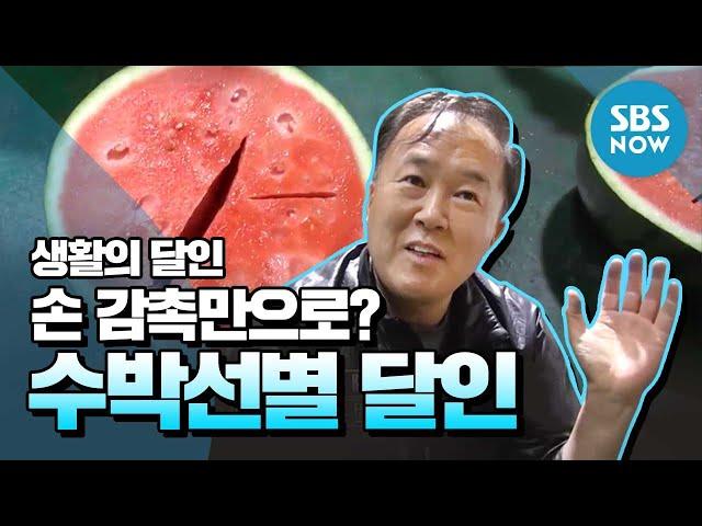 [생활의달인] Ep.673 손 감촉만으로 선별 가능? '수박 선별 달인' / 'Little Big Masters' Review