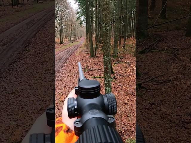 Kapitale Rothirsche auf Drückjagd in Anblick... nicht freigegeben #gopro #remington700 #338winmag