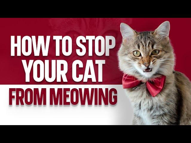 How to Stop Your Cat from Meowing