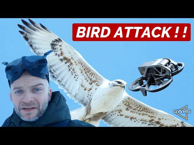 BIRD ATTACK my FPV drone!!!