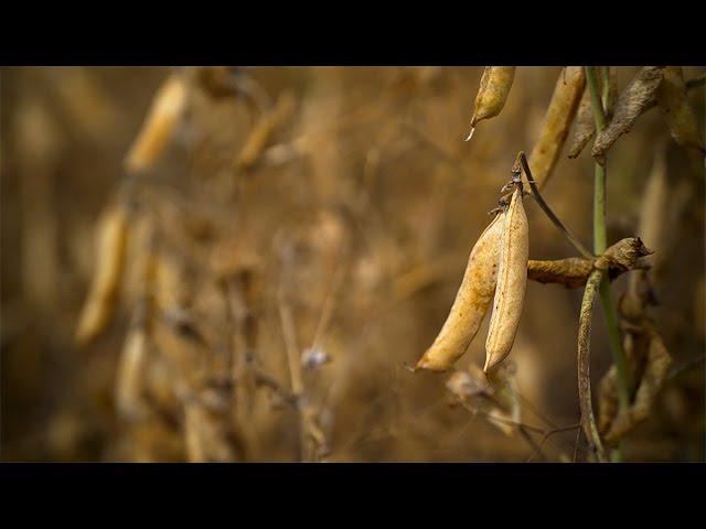 Dried Peas from Landis | WE ARE THE BEST