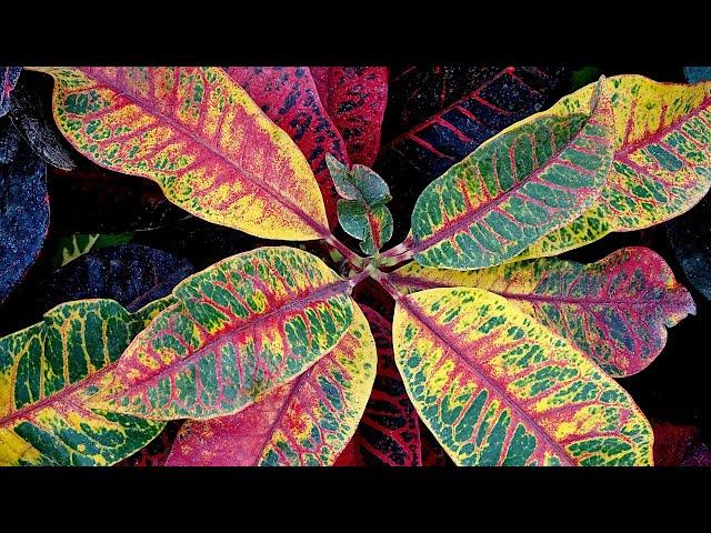 CROTON PROPAGATION FROM CUTTINGS | CARE OF THE PLANT