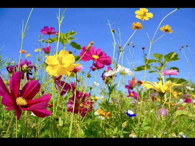 Peaceful Music, Relaxing Music, Instrumental Music, "Wildflowers" by Tim Janis