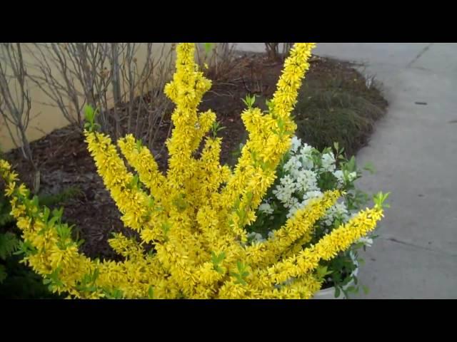 Show Off Forsythia