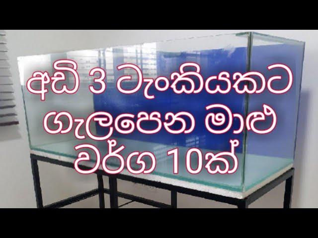 10 Best Fish for 3 Feet Tank | 3 Feet Aquarium best fish | Best Fish for 40 Gallon Tank || sinhala.