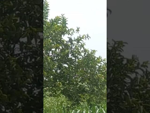 my zameen #viralvideo #youtubevideo #syed #nature #automobile