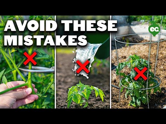 5 Tomato Grow Mistakes To Avoid