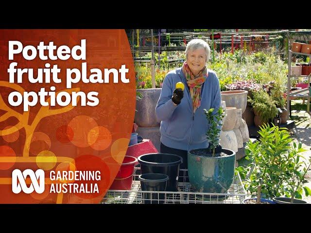 The best potted fruit plant options for small space gardens | Gardening 101 | Gardening Australia