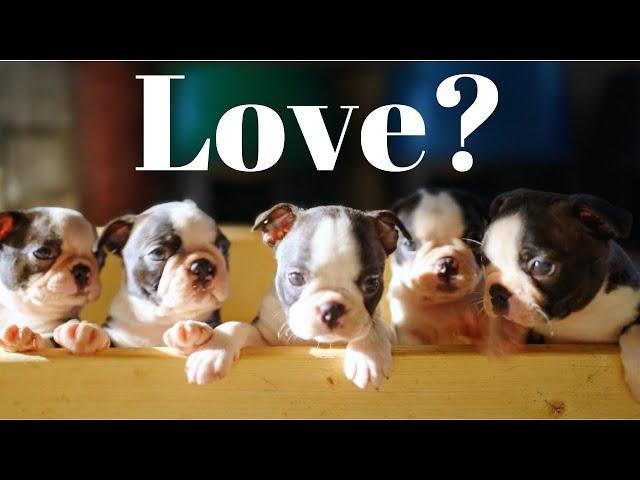 Love puppies? Adorable Boston Terrier Puppy Compilation!