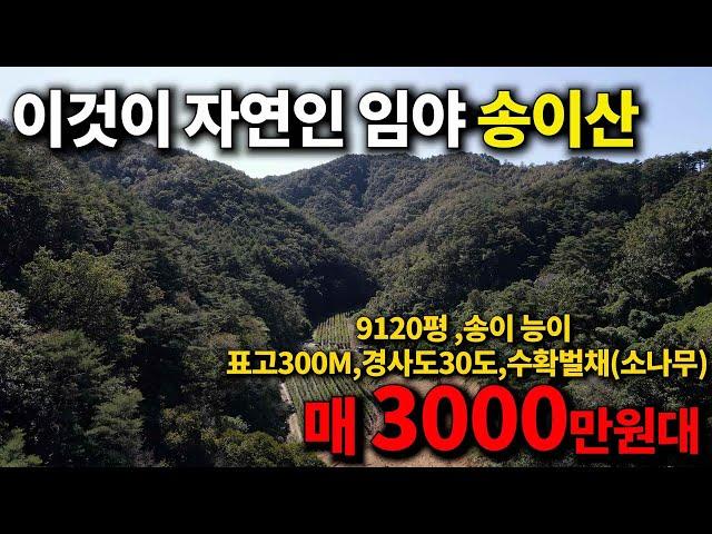 임야매매 ~자연인임야~몽땅3800만원 이 가격 실화냐?! 다시오질않을 매물 ~송이와 능이가 상당히 많이나는 마을 9120평 안동임야매물-부동산세상-