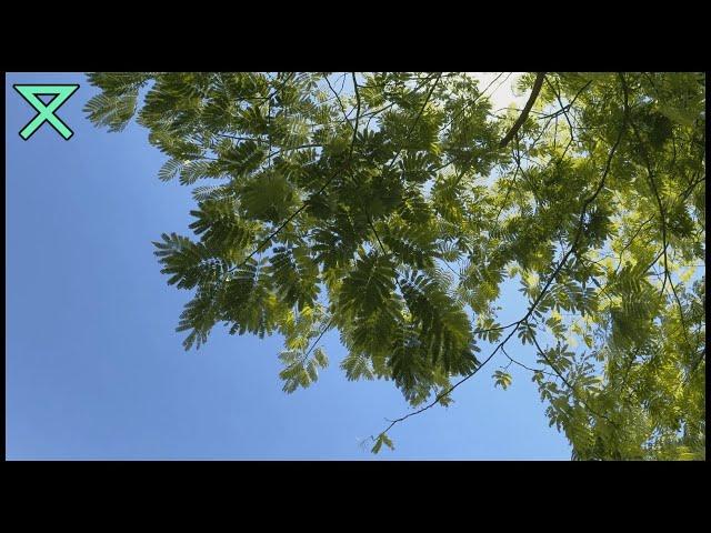 Relaxing Leaves Blowing in the Wind | Tree Branches Swaying - Piano Music
