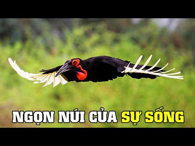 Waterberg - Vùng Hoang Dã Kỳ Diệu Của Châu Phi | Khám Phá Thế Giới Động Vật Hoang Dã