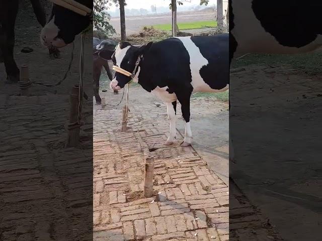 #Prince #village #dairyfarming #mynewvlog #subscribemychannel 