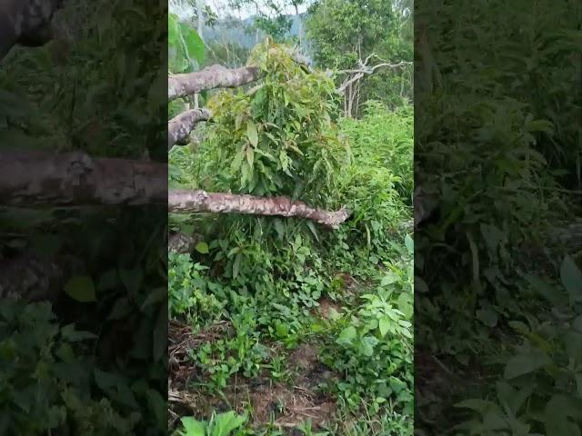 CARI TAMATUS | #shortvideo #nature #sabahan #shortvideo #shortfeed #shorts #short #tomatoes