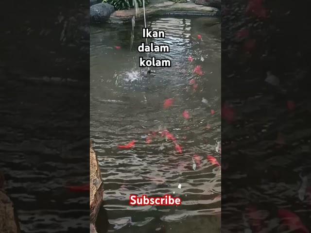 Ikan dalam kolam asli