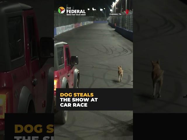 Dog steals the show at Chennai Formula 4 car race | The Federal #shorts