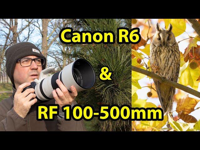 Wildlife Photography with the Canon R6 & Canon RF 100-500mm Lens