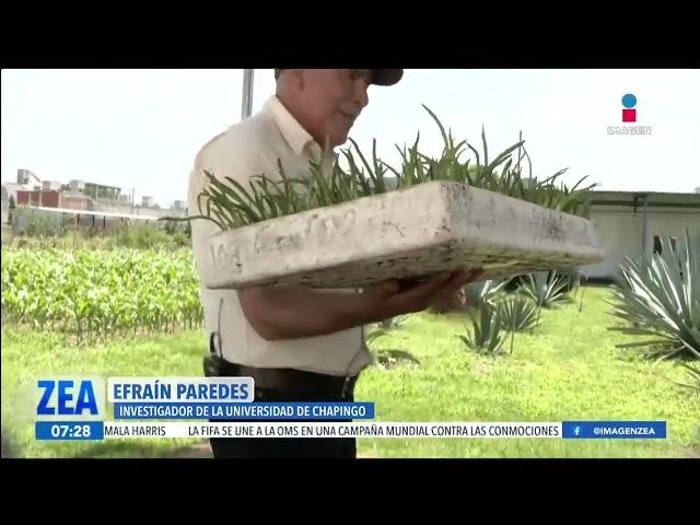 La Universidad Autónoma Chapingo implementa el proyecto "Maguey-Mezcal" | Noticias con Paco Zea