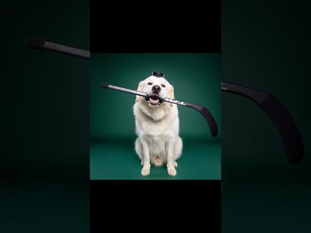 Who did it better?  Great Pyrenees vs. Boxer Dog